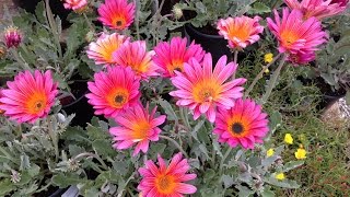 Arctotis Vinidium hybrid  African Daisy [upl. by Faulkner]