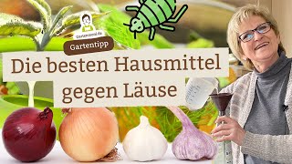 Die besten Hausmittel gegen Läuse an ZimmerPflanzen  Ohne Chemie Läuse loswerden [upl. by Adnohsat220]