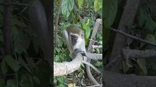 Cercopitechi Guenons in a Kenyan Parking [upl. by Orenid]