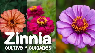 Zinnia Cuidados y cultivo zinnias eljardindechelita [upl. by Annaeed]