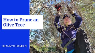 HOW TO PRUNE AN OLIVE TREE [upl. by Shaum]