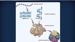 AMMINOACIDI E PROTEINE da Agorà Scienze Biomediche [upl. by Herates]