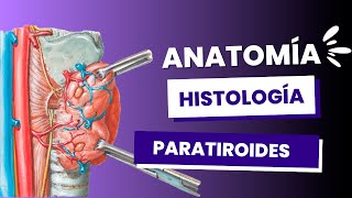 Anatomía e histologia glándulas PARATIROIDES explicado CLARAMENTE [upl. by Htnicayh]