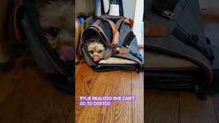 YOU CANT GOyorkie rylie shorts viralvideo viralshorts smalldogbreeds [upl. by Navarro]