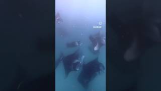 Hanifaru Bay mantapoint mantarays manta maldives [upl. by Lanta]