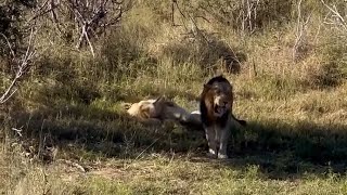 Young Plains Camp Male Lion with Lioness  Avoca Males Legacy  13 May 2024 [upl. by Ladnek524]