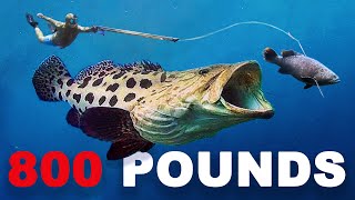 Goliath Grouper ATTACKS My Fish 80 ft deep [upl. by Bartlet977]