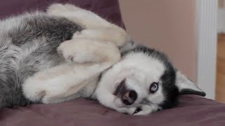 The Adorable Mishka the Talking Husky [upl. by Drofxer]