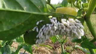 LAGARTA Manduca sexta PARASITADA POR VESPA Cotesia congregata [upl. by Colb]