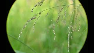 Deschampsia cespitosa Tufted Hairgrass [upl. by O'Doneven]