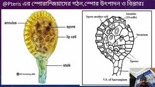 Botany Pteris Plant amp morphology [upl. by Fletcher]