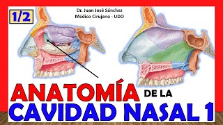 🥇 CAVIDAD NASAL 1 12 ¡Explicación Fácil y Sencilla Huesos Límites y Relaciones [upl. by Mackey]