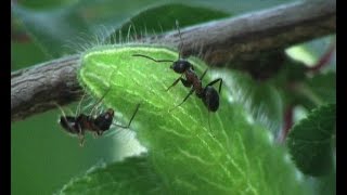 Myrmecophily  Lasius emarginatus atracted by Thecla betulae [upl. by Alakim935]