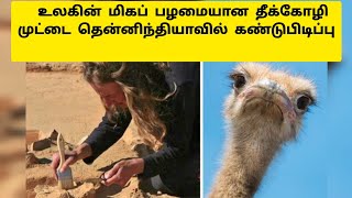 உலகின் மிகப் பழமையான முட்டை கண்டுபிடிப்புWorlds oldest ostrich egg discovered in South IndiaTamil [upl. by Agarhs]