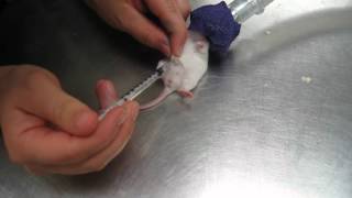 Mouse Intraperitoneal Injection [upl. by Alecia41]