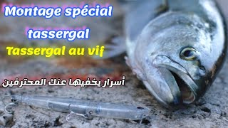 Tassergal au vif  طرق جديدة لصيد أكبر أسماك القراض بالطعم الحي في السورفكاستنغ [upl. by Hollyanne]