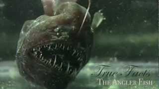 True Facts About The Angler Fish [upl. by Hamo]