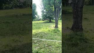 Belted Galloways running on new pasture [upl. by Ethelin]