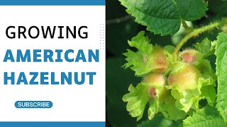 Growing American Hazelnut Corylus americana Tips and Techniques [upl. by Chuck]