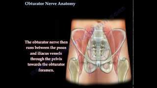 Obturator Nerve Anatomy  Everything You Need To Know  Dr Nabil Ebraheim [upl. by Malda525]