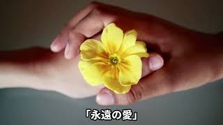 9月4日の誕生花「キキョウ（Platycodon grandiflorus）」を紹介します [upl. by Cooe]