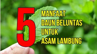 Inilah 5 Manfaat Daun Beluntas Untuk Asam Lambung [upl. by Philipines699]