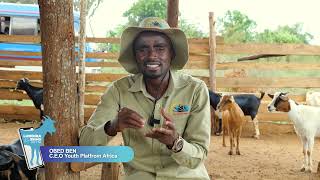 Things you have to do when rearing goats for export [upl. by Ronyar]