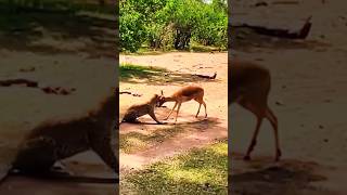 leopard vs gazelle difficult hunting animals leopard gazelle viral [upl. by Kruter]