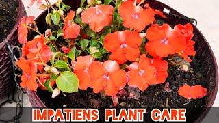 How to care Impatiens flower plant Balsam plant care tips [upl. by Stempien930]