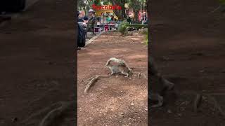 Ardilla 🐿️ en parque de Coyoacán Ciudad de México 🇲🇽 [upl. by Areem]