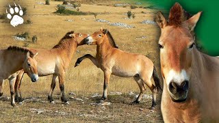 Cheval de Przewalski lEspèce Miraculée  Documentaire animalier  HD  FLC [upl. by Triplett571]