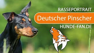 ► Deutscher Pinscher 2018 Rasse Aussehen amp Charakter [upl. by Michelle930]