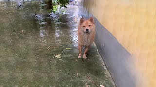 Pregnant Mama Dog Came to My Door for Help She Cried After Being Evicted [upl. by Nairbo]