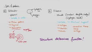 AS Biology  Types of proteins OCR A Chapter 37 [upl. by Ahsienal]