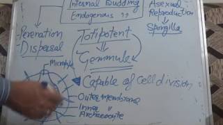 Internal Budding Gemmule formation CBSE XII BIOLOGY [upl. by Nnylanna646]