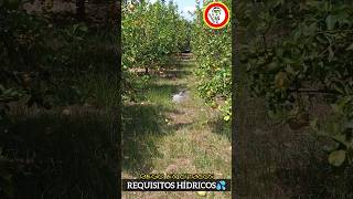 ¿CUÁNDO REGAR Cultivos CÍTRICOS Factores Clave en Riego de Naranjos y Limoneros by mixim89 [upl. by Arnst975]