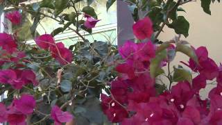 How to Trim Climbing Bougainvillea for Maximum Bloom  Great Gardening [upl. by Pantin]