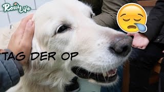 TAG DER OPERATION Vlog643 Rosislife [upl. by Negem]