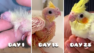 Baby Birds First 25 Days [upl. by Ellocin]