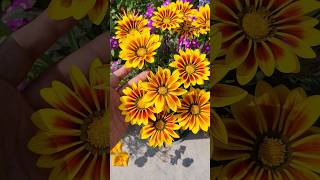 Gazania Flower Daisies flowers gazania garden [upl. by Mitchiner660]