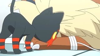 litten and stoutland pokemon amv [upl. by Rabush]