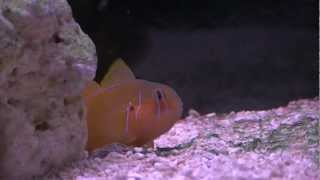 NEW Citrinis Clown Goby Gobiodon Citrinus  September 24 2012 [upl. by Hume]