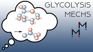 The Mechanisms of Glycolysis Part 1 [upl. by Hotchkiss465]