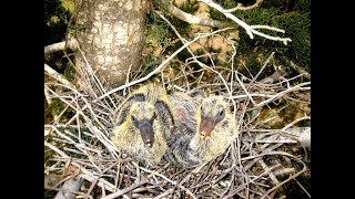 Common Wood Pigeon nesting in Cyprus Columba palumbus Φάσσα [upl. by Eimarej14]