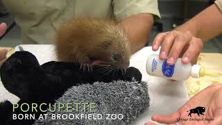 Baby PrehensileTailed Porcupine [upl. by Repip]