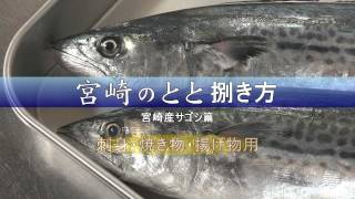 サゴシの捌き方～刺身・焼き物・揚げ物用～ [upl. by Halfon]