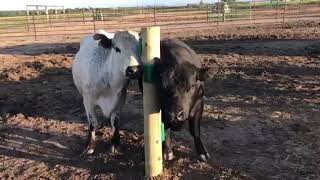 Scratchnall Cow Video [upl. by Voccola]