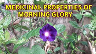 KNOW THE MEDICINAL PROPERTIES OF MORNING GLORY [upl. by Oicirbaf]