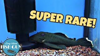 FISH STORE TOUR RARE PLECO SPECIES And PREHISTORIC FISH [upl. by Ardussi491]