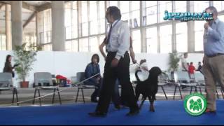 ROTACAN INT JEREZ 2014 04 Clase Abierta Hembras [upl. by Temme]